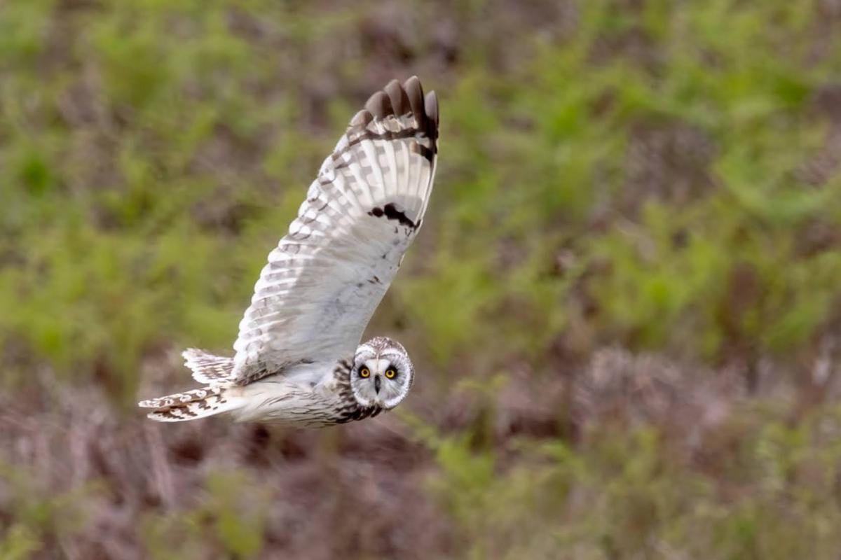 Nature enthusiast captures stunning image of short-eared owl in East Lancashire