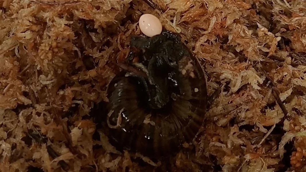 Watch world-1st footage of a giant snail oozing a pearly white egg out of its slimy neck folds