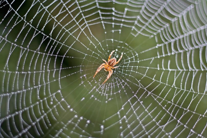 I'm a garden expert - this simple light bulb swap could stop spiders
