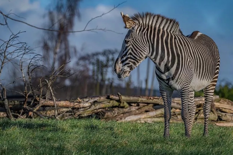 First look inside Chester Zoo's new Heart of Africa area before it opens to visitors