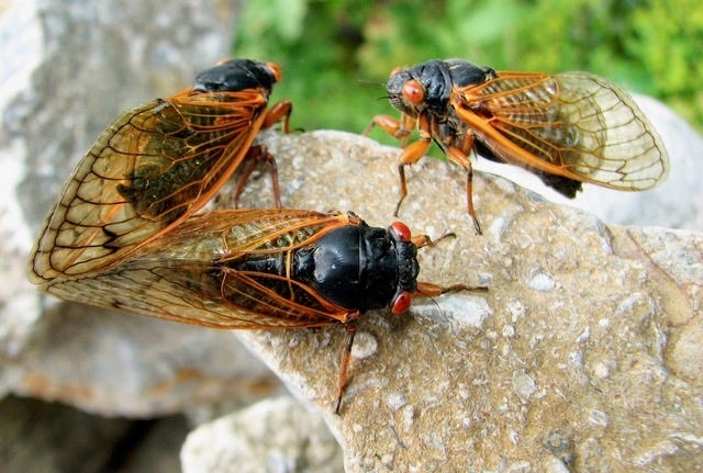 Rare cicada brood to resurface in NY soon: Here's what to expect
