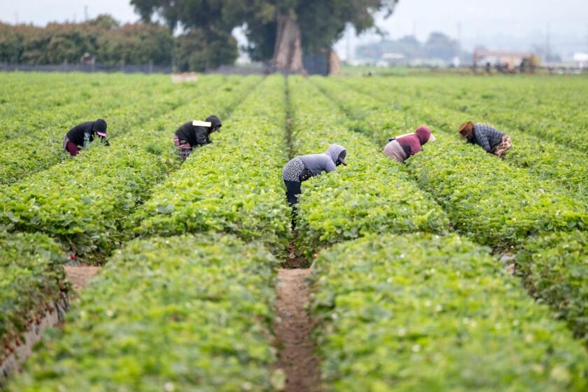 Letters to the Editor: Amid ICE raids, it looks like Trump wasn't the farmers' hero after all