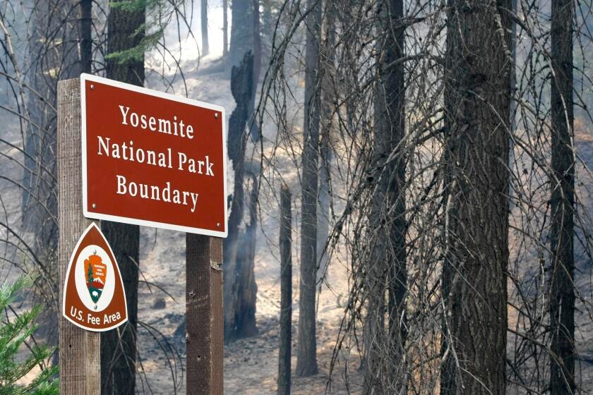 Letters to the Editor: Don't mourn the Rim fire — learn from it