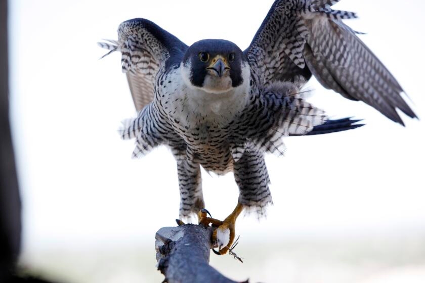 Contributor: The Endangered Species Act faces its own existential threat