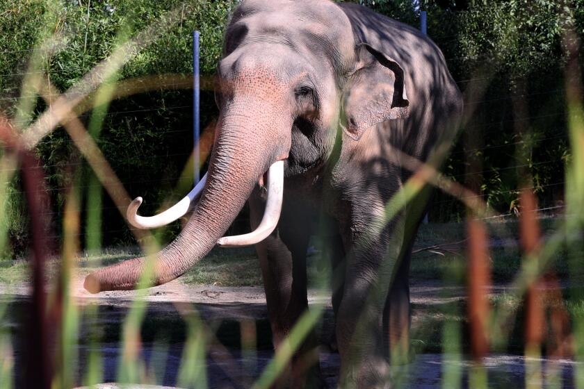 Letters to the Editor: After L.A. elephants are whisked away in the night, 'animals need more reliable friends'