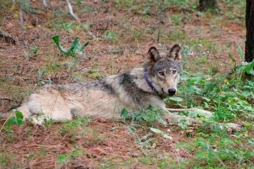Letters to the Editor: Despite trouble for ranchers, wolves are vital to keeping nature in balance