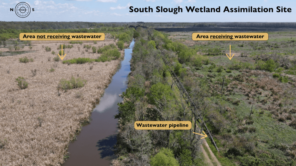 Scientific dispute over using sewage to restore Louisiana's wetlands turns political