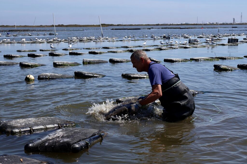 Louisiana's oyster industry is at risk. A new harvesting technique is pitched as a solution.