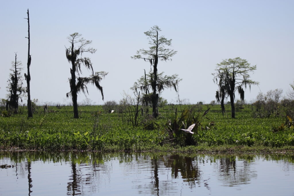 Scientists find ‘alarming' levels of toxic metals, pollution in Lake Maurepas