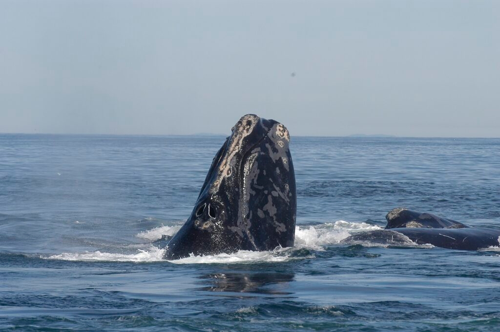Appeals court reinstates lobster fishing limits to preserve right whales