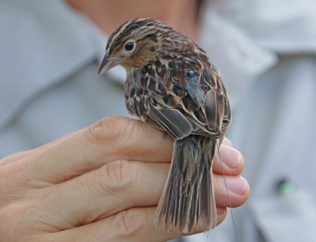 Fearing flight hazards, bill would end some habitat protections at Maine airports