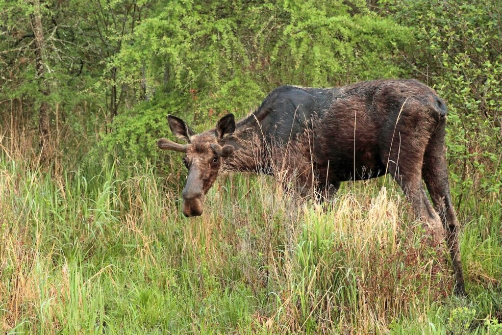 ‘Zombie moose': As climate change shortens winters, ticks ravage New England's moose population