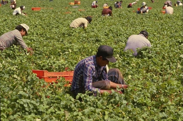 Farmworker minimum wage bill headed to Gov. Mills
