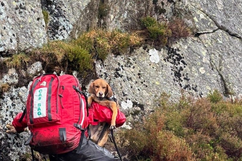 Walker injured in Lake District fall tells mountain rescuers 'My dog pushed me'
