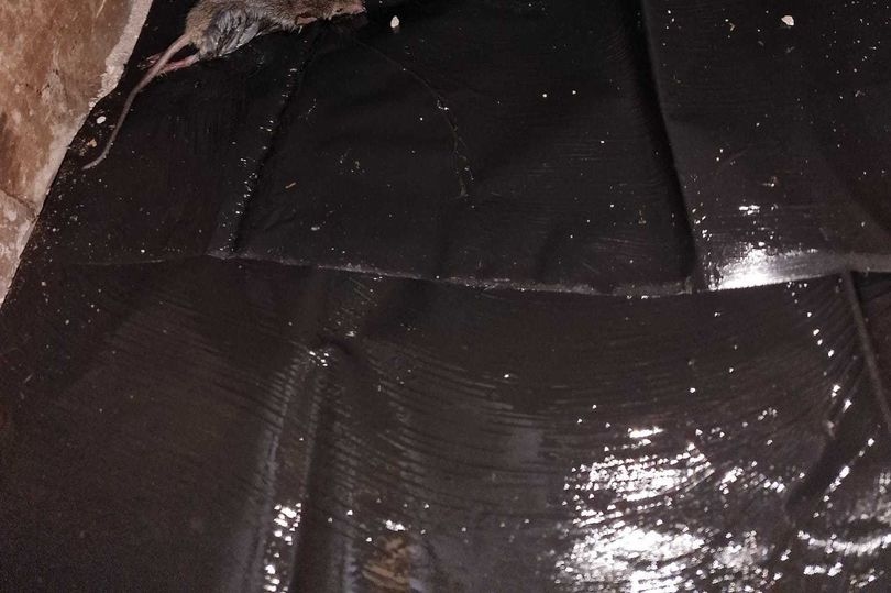 Couple caught in YEAR-long mice row 'need to pay thousands' to remove rodents