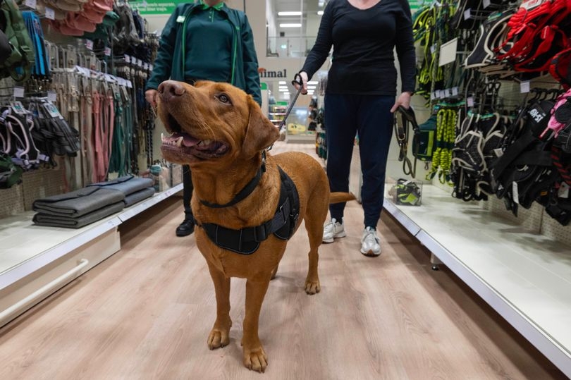 My dog took me to Manchester's newest pet shop and got the worst possible news