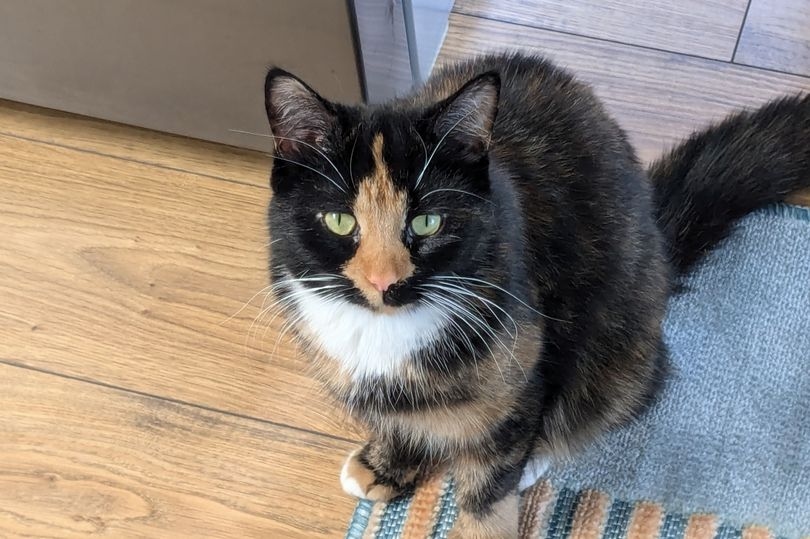 'I'm concerned there's someone out there - there are a lot of missing cats'