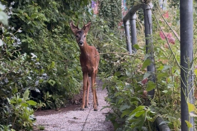 Delight as 'Bambi' baby deer spotted behind Manchester city centre nightclub