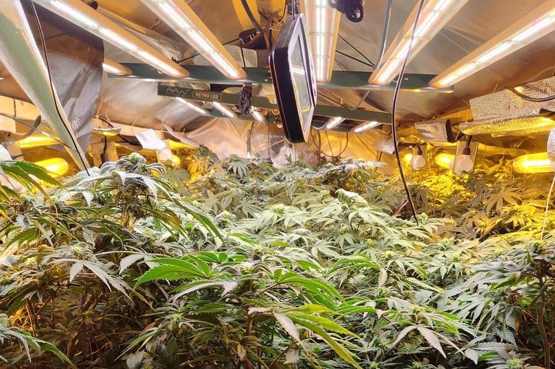 Police uncover cannabis farm after raid on terraced street
