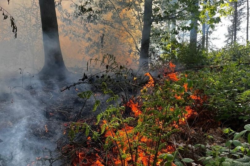 Huge fire erupts in forest as roads taped off and people urged to 'avoid the area'