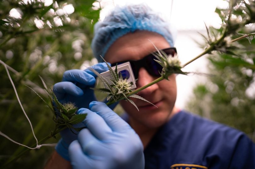 Inside secret £10m medical cannabis factory guarded by ex-soldiers