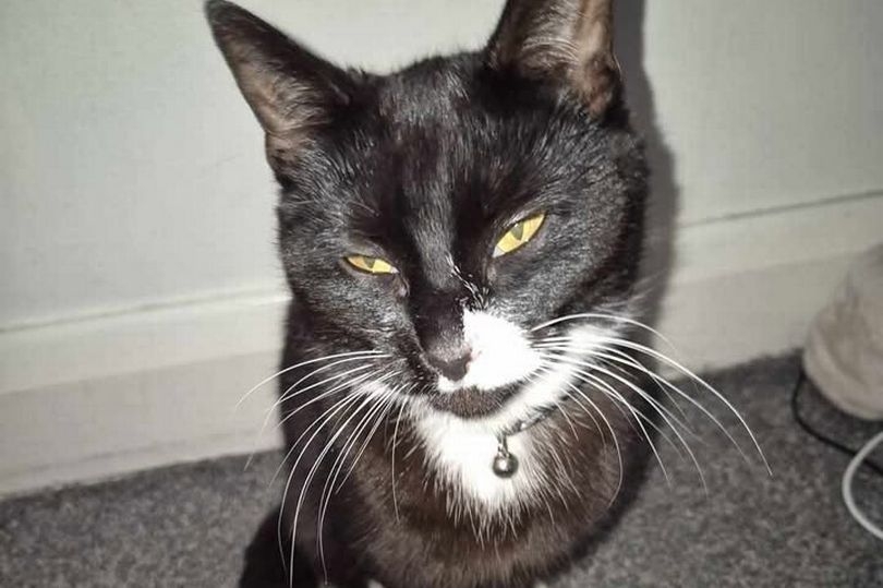 Mum's warning after family cat dies due to poisoning