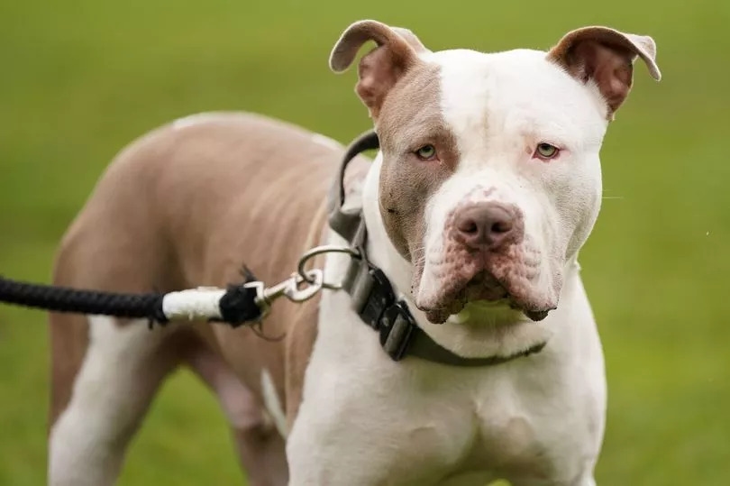 Two boys, 7 and 9, mauled by family dogs