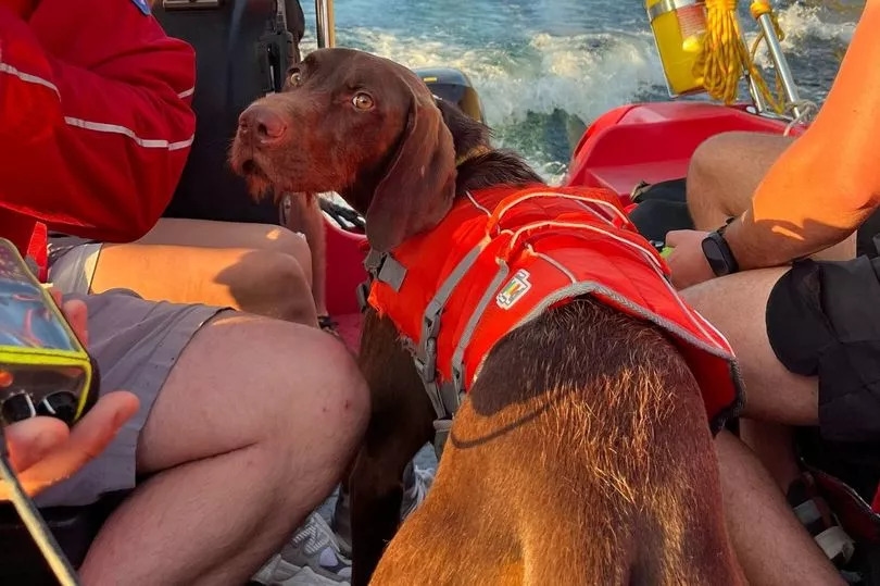 Mountain rescuers scrambled to save 30kg dog who 'refused to move'