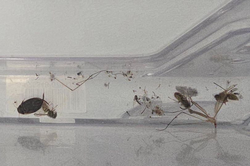 'Outrage' after dead cockroaches and wasps found in hospital waiting room