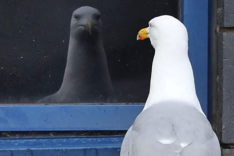 Bird lovers horrified by maimed seagull 'trend' as remains scattered across roads in North Wales