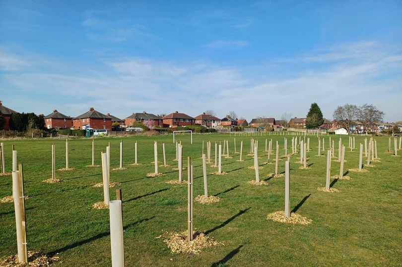150 newly planted trees ‘deliberately pulled up' in ‘senseless act'