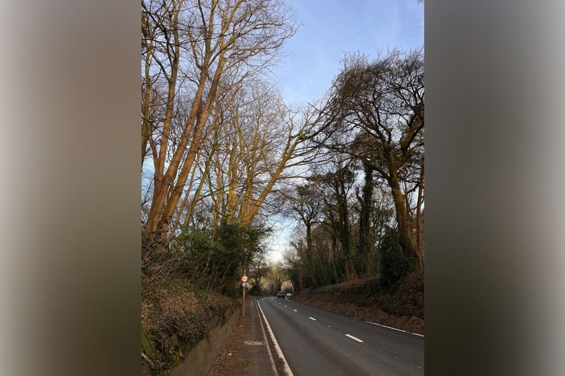 Major road closed as worker rushed to hospital after falling from tree