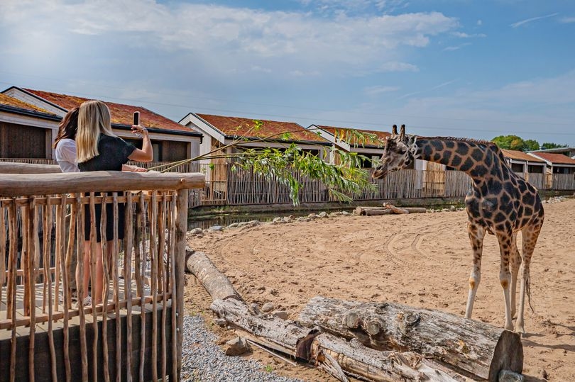 First look at Chester Zoo's overnight luxury safari lodges with views of giraffes and zebras