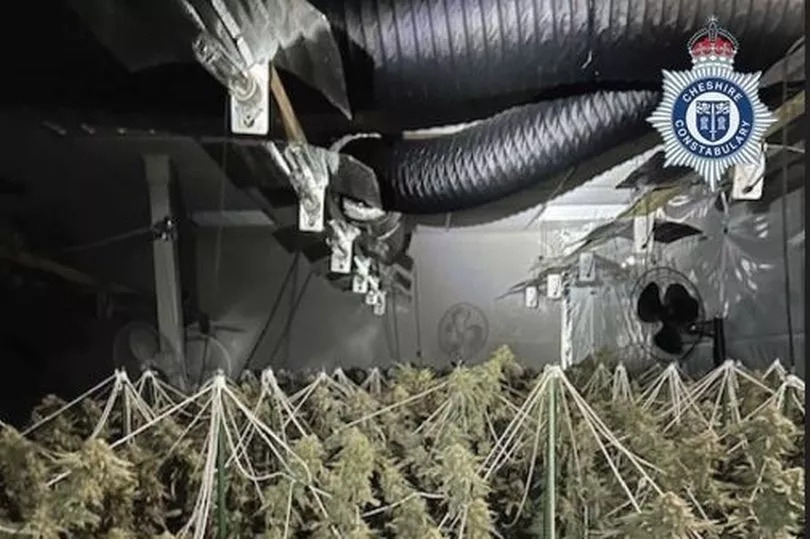 A whiff of suspicion leads to 700 cannabis plants in old bank building