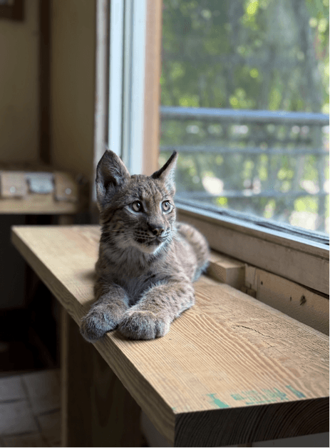 Wildwood Zoo in Marshfield welcomes Canadian lynx cub named Odin