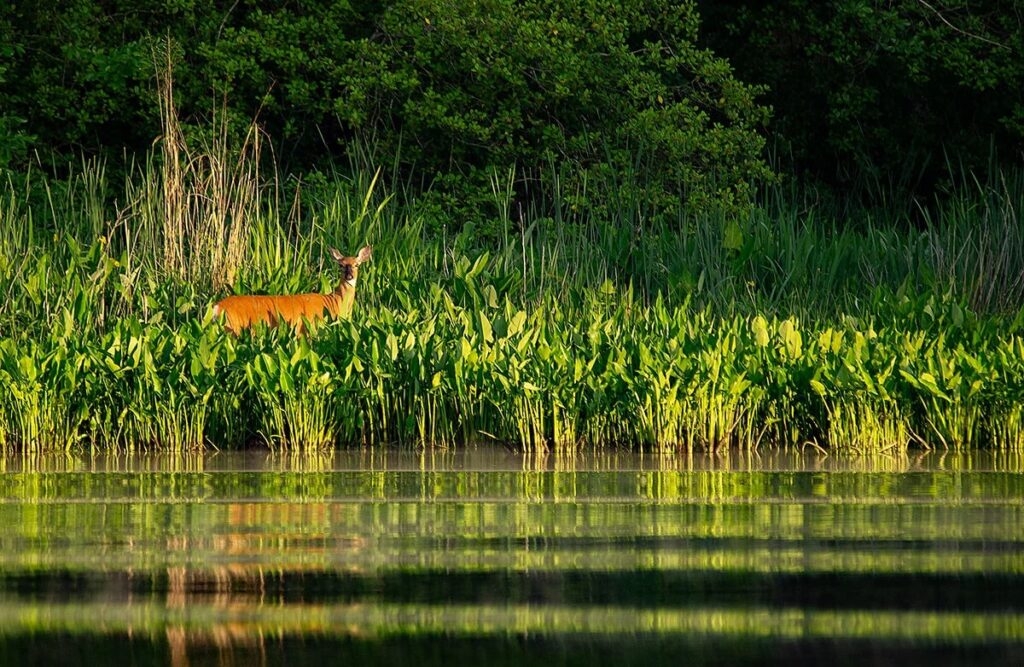 DNR wants to focus restoration efforts on five watersheds, but funding is in doubt