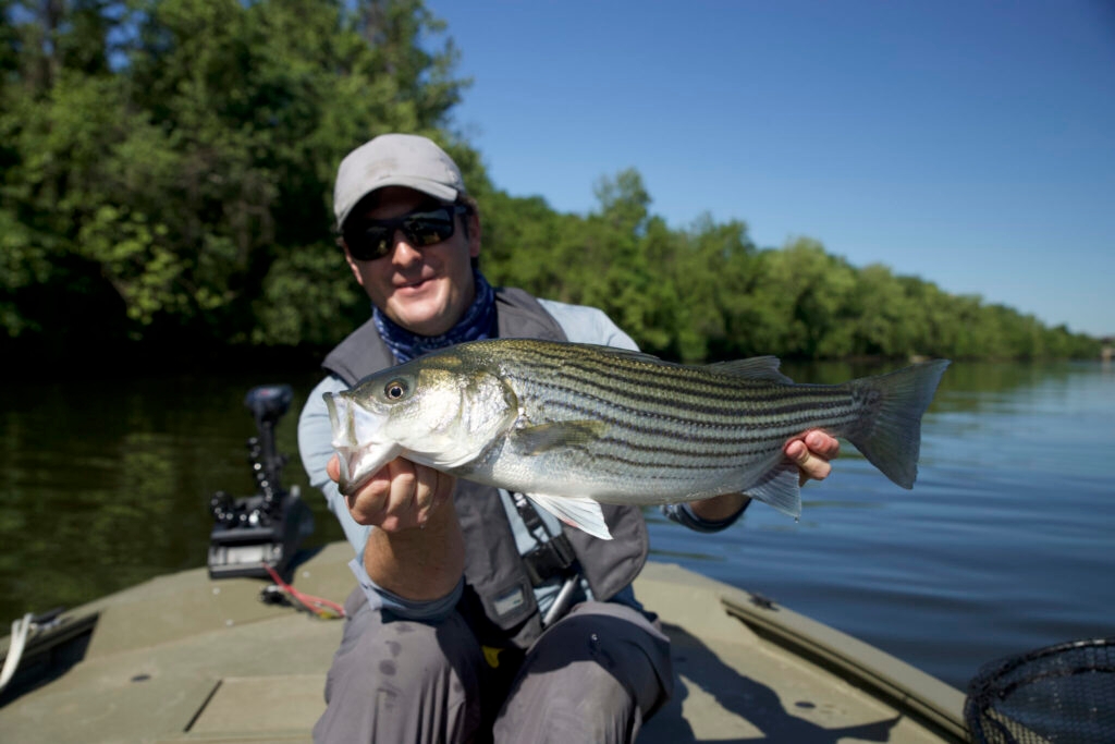 East coast fishery managers remain vigilant over status of Atlantic striped bass