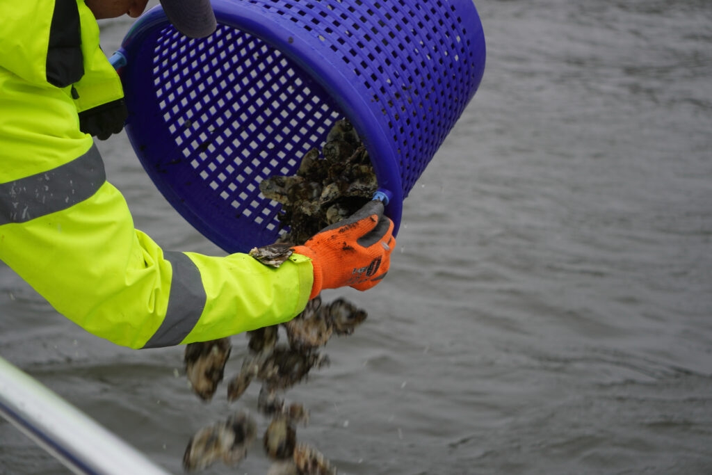 For the first time since the Key Bridge collapse, oysters are being planted nearby