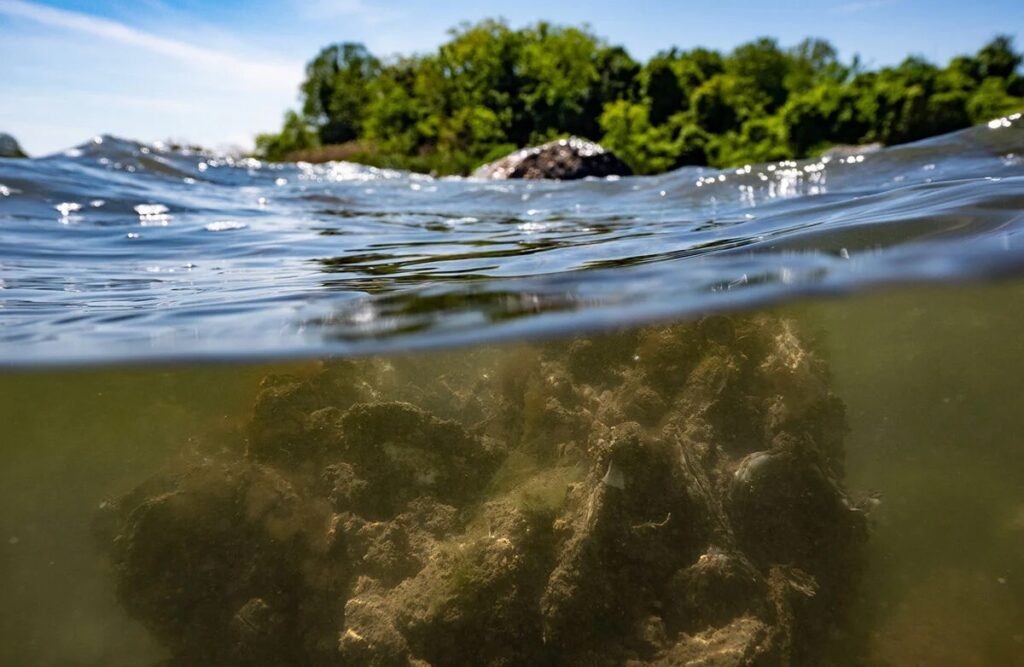 Maryland oysters on the upswing, latest survey shows