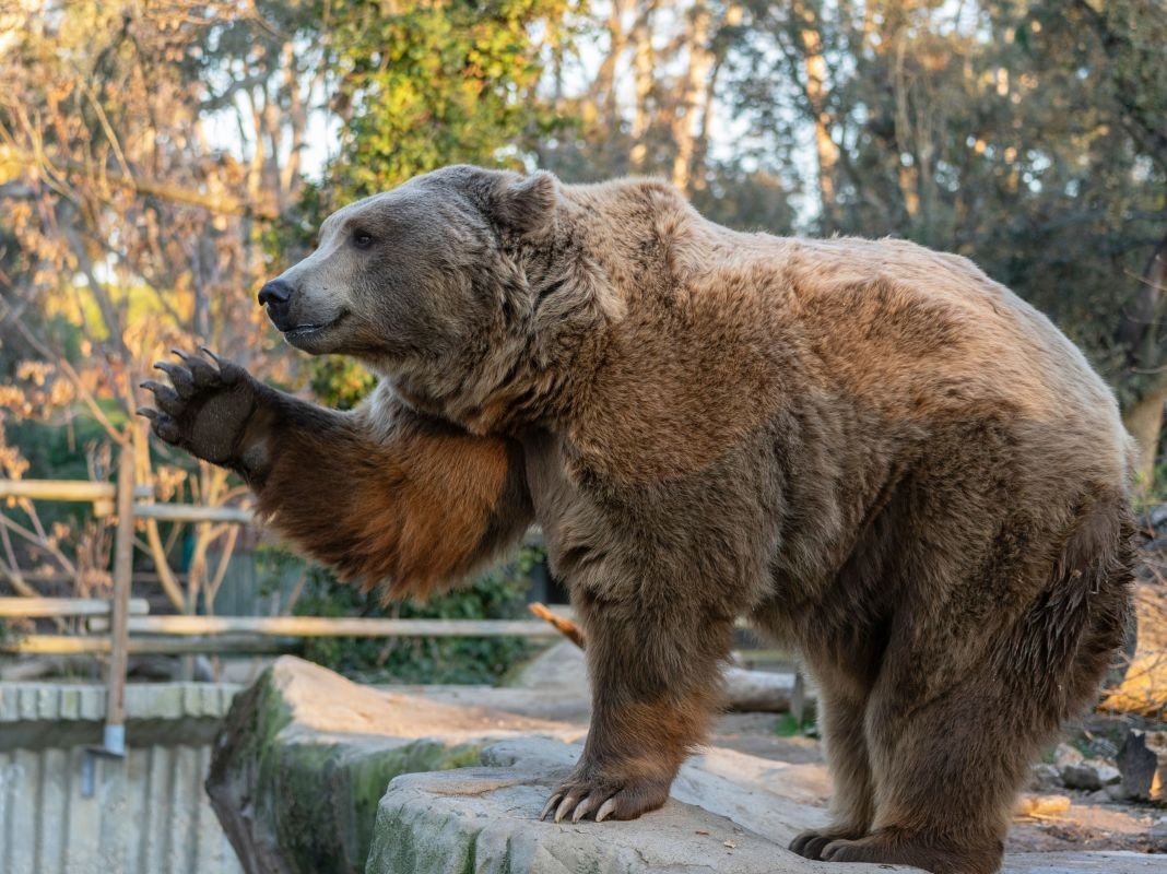Zoo Animal Gets World's Largest Titanium Tooth in Record-Breaking Operation