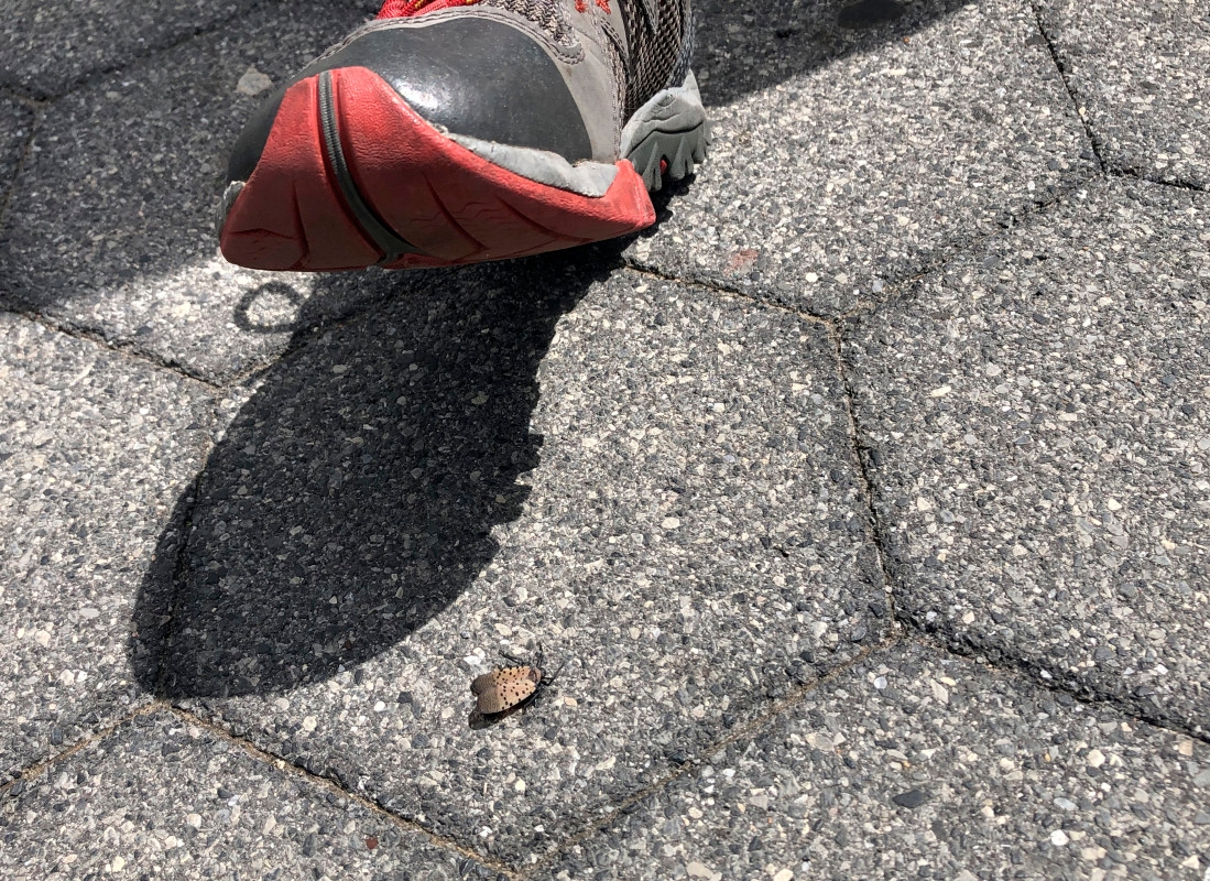Spotted Lanternflies Are Back. Here's Why the USDA Wants You to Kill Them