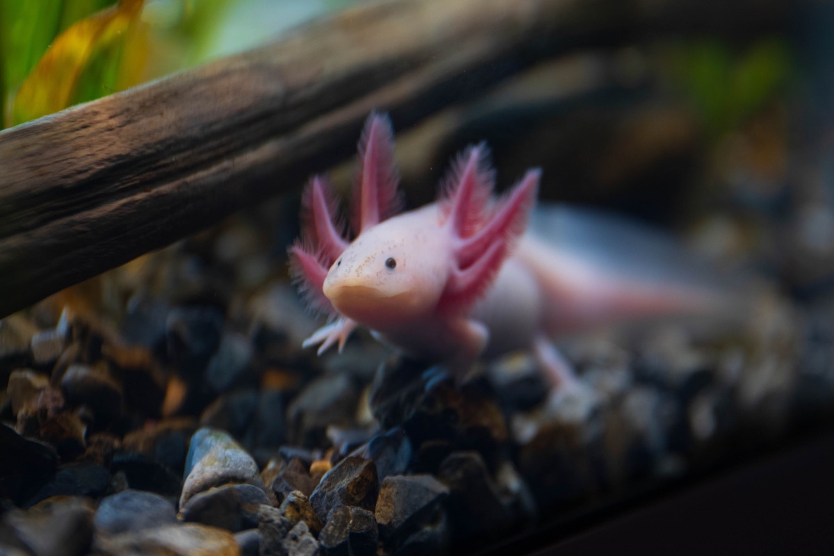 Glow-in-the-Dark Salamanders May Have Just Unlocked the Future of Regeneration