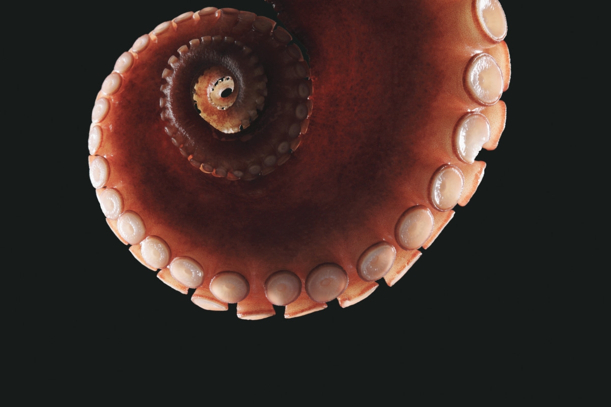 Scientists Take Incredible Snapshot of Octopus Riding Shark