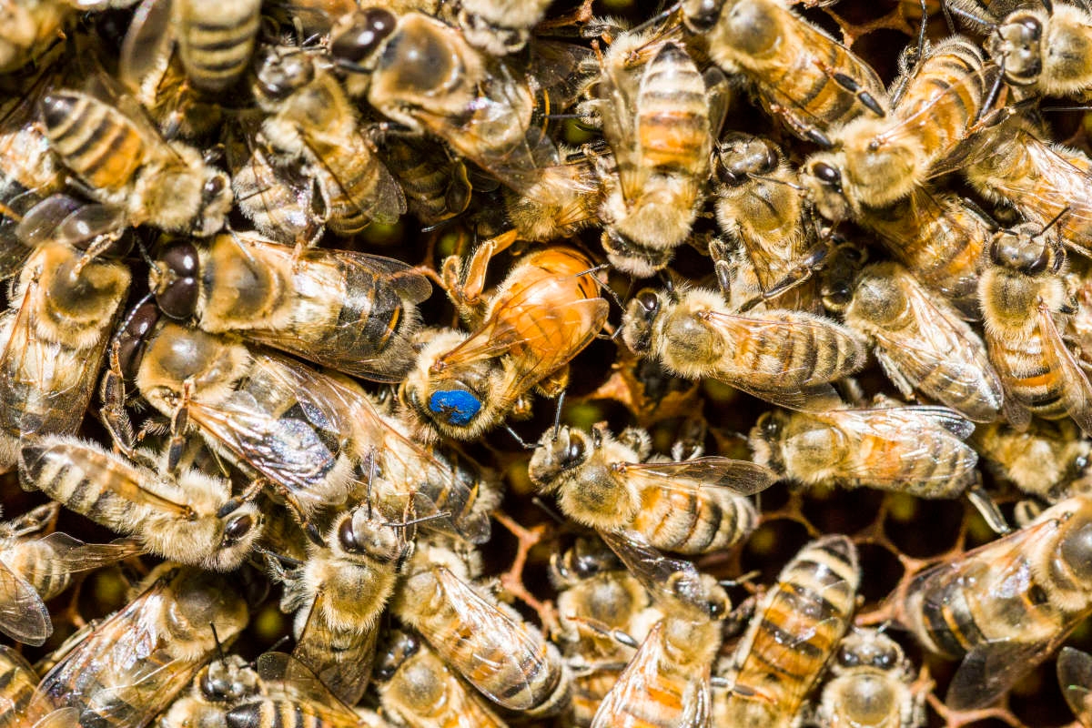 'Catastrophic' Loss of Bees Nationwide Is Worrying Experts