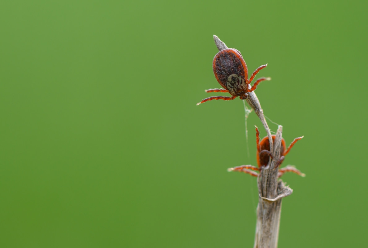 A Fatal Tick Bite Caused a Man's Brain to ‘Blow Up'