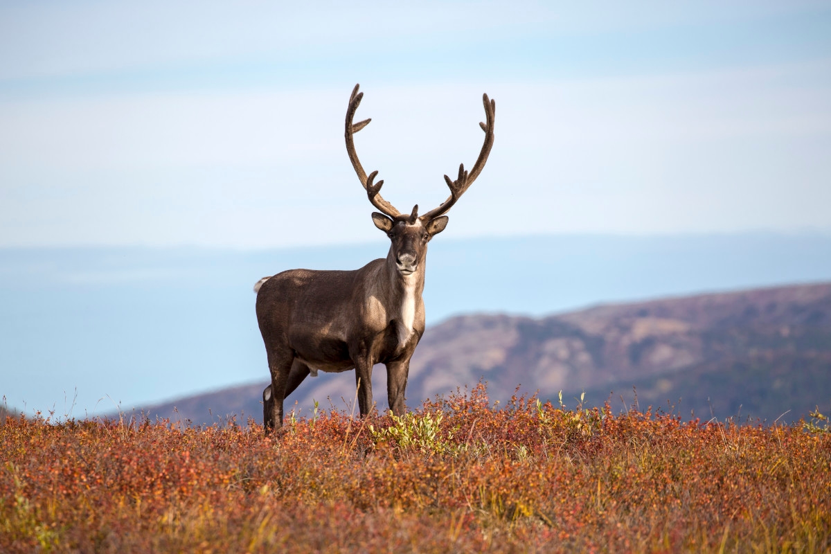 Beloved Community Reindeer Dies After Mysterious Assaults