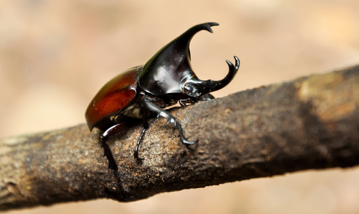 Nearly 40 Exotic Live Insects Found in Unexpected Place at LAX