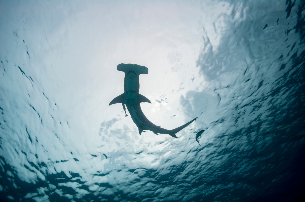 A Hammerhead Shark Literally Dropped From the Sky