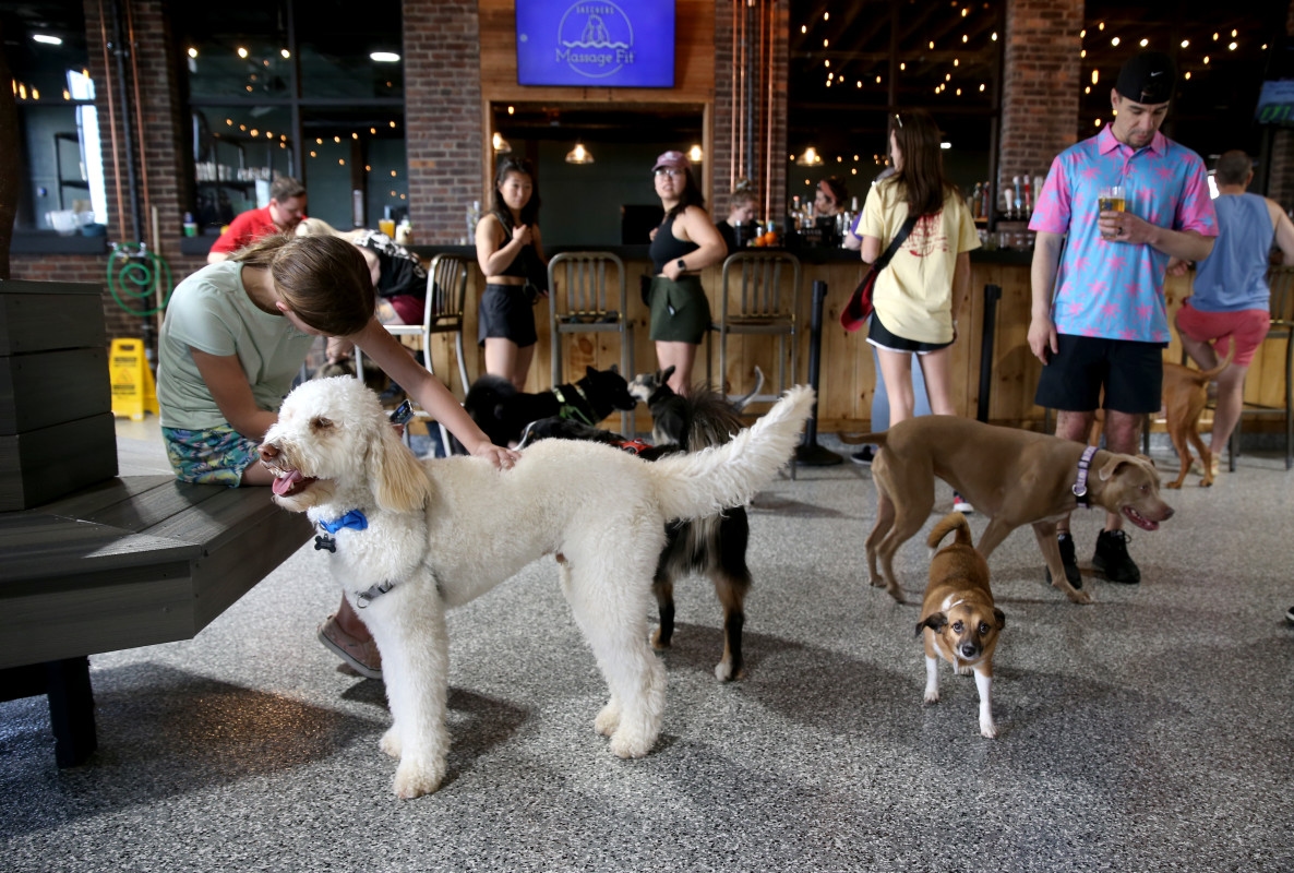 Popular Bar, Dog Park Bar K Abruptly Closes All Locations