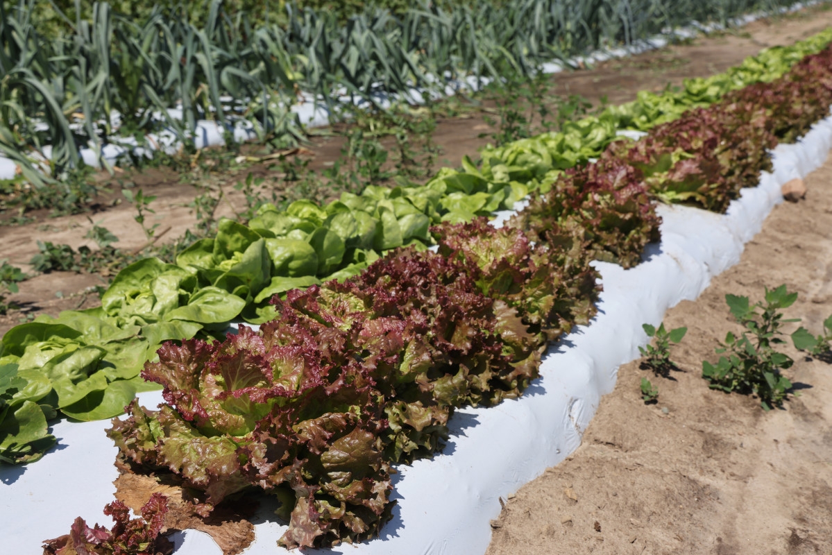 FDA Kept Deadly Romaine Lettuce E. Coli Outbreak Across 15 States Secret